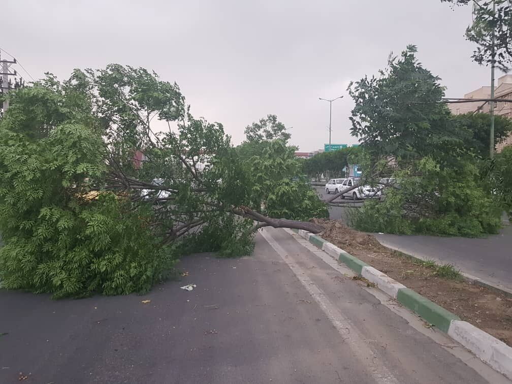 شکسته شدن درختان و آلودگي هوا براثر طوفان در آذربايجان‌شرقي