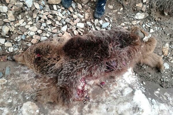 کشتار دو قلاده خرس در تکاب/قاتل در کمتر از 10 ساعت دستگير شد