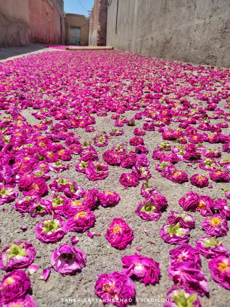 برداشت گل محمدي در روستاي ناديلو/ شهرستان آذرشهر